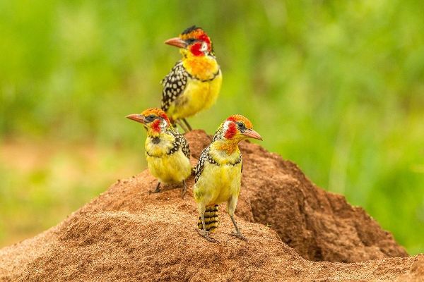Africa-Tanzania-Tarangire National Park Red-and-yellow barbets on dirt mound